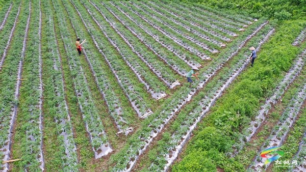 烏羅鎮：發展特色農業 助力鄉村振興